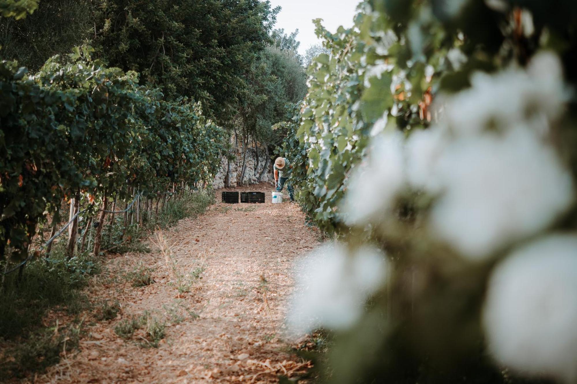 Finca Es Cabas Santa Maria del Cami  Zewnętrze zdjęcie
