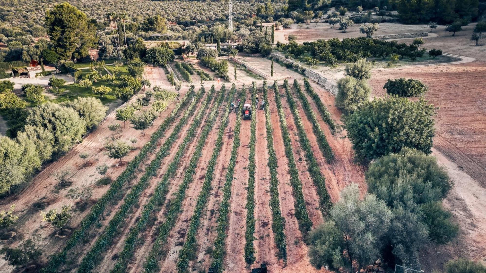 Finca Es Cabas Santa Maria del Cami  Zewnętrze zdjęcie