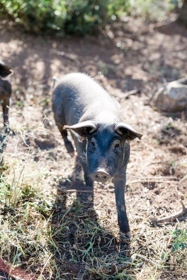 Finca Es Cabas Santa Maria del Cami  Zewnętrze zdjęcie